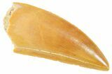 Serrated Raptor Tooth - Real Dinosaur Tooth #364713-1